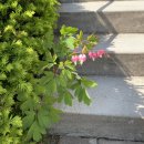 생각속의집 라벤더 이미지