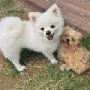 퍼피룸 - 동래구 온천천로431번길 24-23 | 퍼피룸