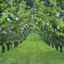 천식농장 이미지