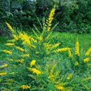 솜반천로 이미지