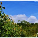 모네정원 이미지