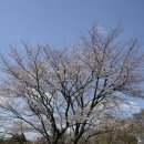 제주 봉개동 왕벚나무 자생지 이미지