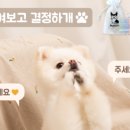 복슬 강아지 이미지