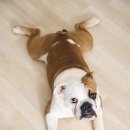 청량리 슬기 동물병원 이미지