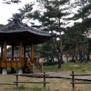 소나무숲 이미지