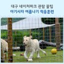 24계절사냥 | 대구 네이처파크 아기사자 여름나기 적응훈련 후기 관람 꿀팁 총정리