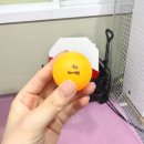 (2코트)고삼테니스장 | [김포 양촌 테니스장] 24시에이스실내테니스장 소개 및 혼복 대회 입상 후기 (실내 하드, 잔디코트)