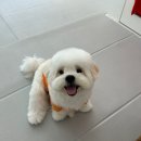 멍멍깍까 이미지