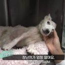 형제동물의료센터 이미지