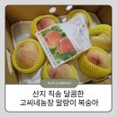 산지 직송 달콤한 고씨네농장 말랑이 복숭아 후기