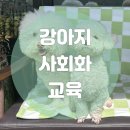 스탠독 이미지