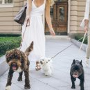 댕버랜드 이미지