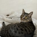 라파약국 이미지