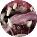 대구혁신메디컬 동물병원 이미지