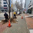 죽림4로가로수 쿠키뉴스
