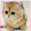 광주고양이분양 제나캣 광주점 이미지