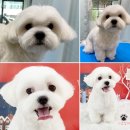 가장아름답개 이미지