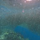 스노클링 | 보홀 나팔링 현지 투어 정어리 떼 스노클링 후기