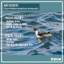 오리미가 이미지