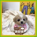 퍼피댕 강아지분양 안심분양소 광명점 말티푸 미니비숑 토이푸들 이미지