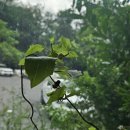 스핑크스의 숲 | 포항 허니웍스 연일 숲 속 카페 재방문 후기(귀여운 고양이 있음)