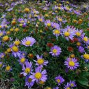 쑥부쟁이 이미지