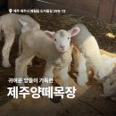 7346 | 제주 애월 가볼만한곳 제주양떼목장 입장료 할인방법, 먹이 후기