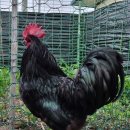 슈퍼청계닭 병아리 6,000원 분양합니다. 이미지