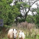 갈마목장 이미지