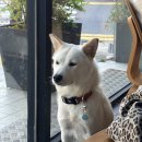 세인트레드