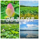 강릉 가볼만한곳 [강릉 연꽃/연꽃축제/경포호 습지]