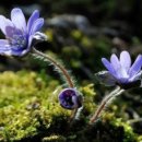 행복한날 이미지