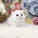 나만고양이없어 이미지