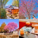 전남 여행 가볼만한곳 순천 광양 구례 3월 매화 여행코스 2박3일