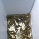 지리산반내골오토캠핑장 이미지