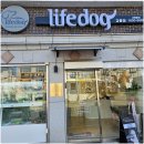 라이프독 강릉점 24시 강아지분양 고양이분양 | 강릉애견분양 건강한 반려견 라이프독 강릉점 24시 강아지 고양이