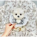 오독안심분양센터 강아지분양 고양이분양 인천점 이미지