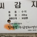 강원도 왕산면 수미 씨감자 20kg,10kg 완전 손해보고 분양합니다. 이미지