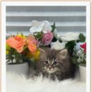 광주 강아지분양 고양이분양 어반펫 광주본점 이미지