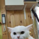 강실장펫살롱 이미지