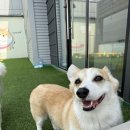 도기야드 이미지