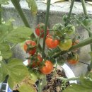 강세리씨가들면 옵티머스빅 내가들면 걍옵티머스 옵티머스빅후기,어플추천(스압)+수정6 이미지