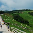 푸른솔목장 이미지