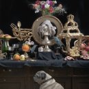 고대약국 이미지