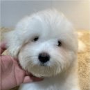 청주 강아지 분양 리몽드 퍼피 켄넬 이미지