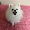 필애견훈련학교(특수목적견교육센터) | 조이 애견방문훈련 훈련사