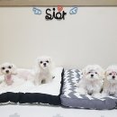 멍달샘