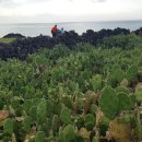 제주 자고가 이미지