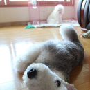 강아지 세상 이미지