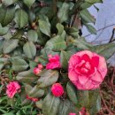 가마솥순대국밥당진시곡점 | 가마솥순대국밥 당진 시곡점 맛있음